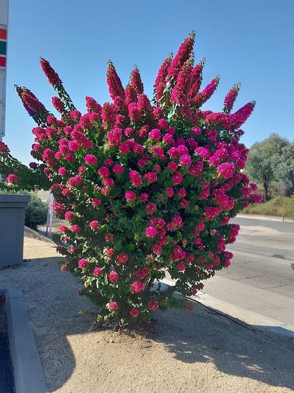 Bougainvillea Torch Glow