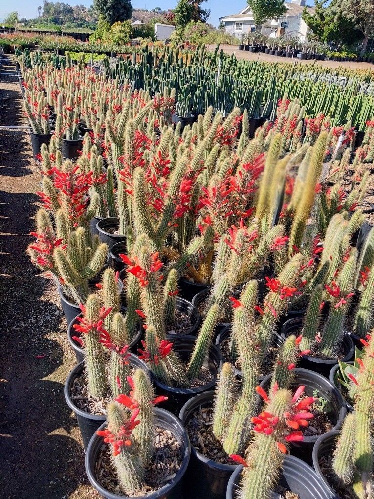 Cleistocactus hylacanthus hyb. Cleistocactus hylacanthus hyb.