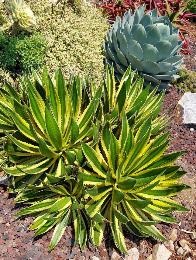 Agave lophantha quadricolor Agave lophantha quadricolor