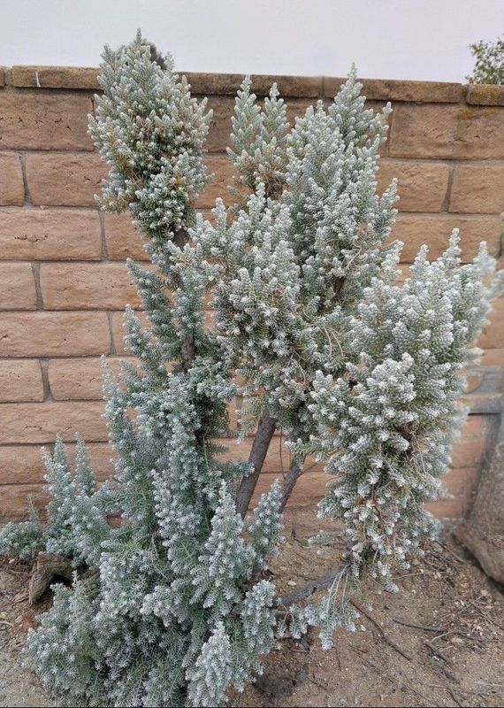 Maireana sedifolia