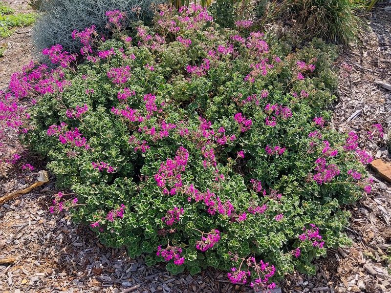 Pelargonium reniforme