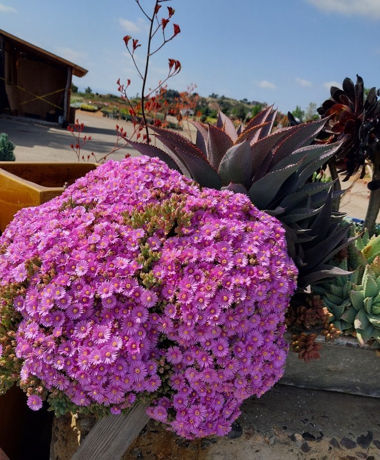 Oscularia deltoides compacta Oscularia deltoides compacta