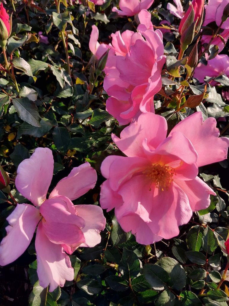 Rosa ‘Pink Cadillac’