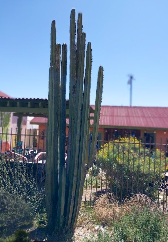 Lemaireocereus marginatus Lemaireocereus marginatus