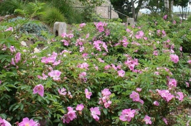 Rosa 'Rosalina Rugosa'