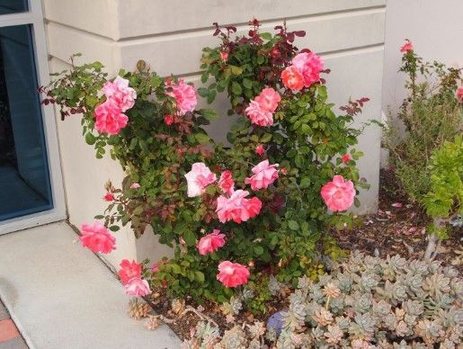Rosa 'Inner Wheel'