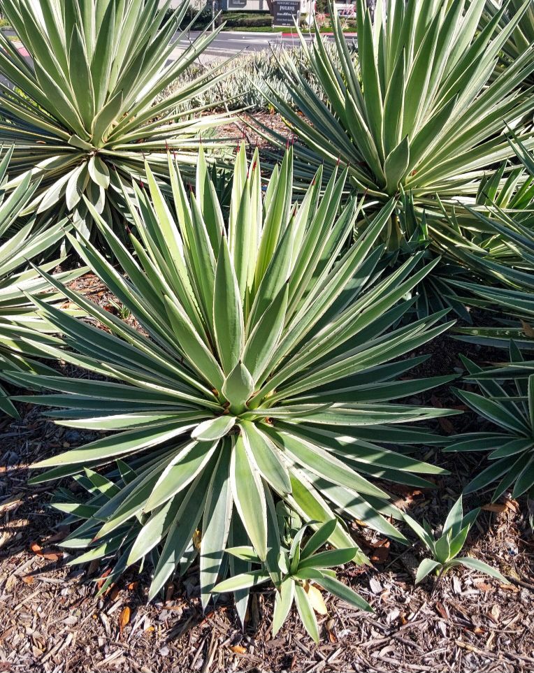 Agave angustifolia Agave angustifolia