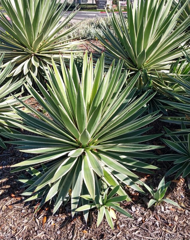 Agave angustifolia