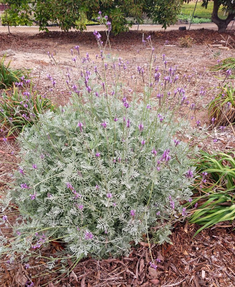 Lavandula pinnata hybrid ‘Gray Eagle’