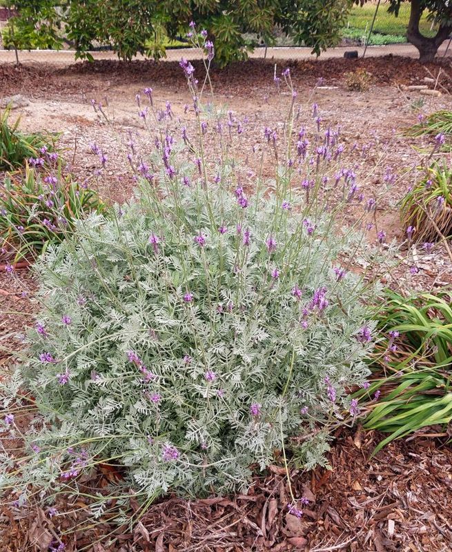 Lavandula pinnata hybrid ‘Gray Eagle’