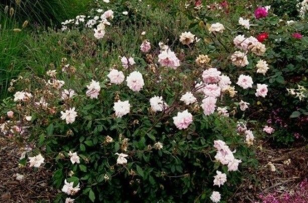 Rosa 'Cecile Brunner Bush'