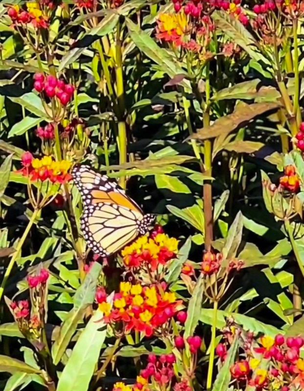 Mexican ( or Tropical) Milkweed