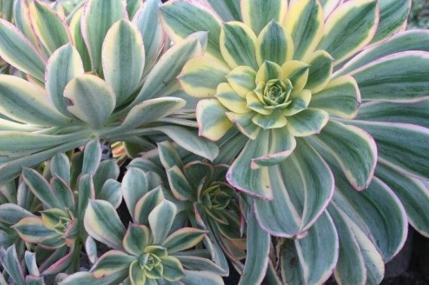 Aeonium decorum