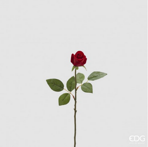 EDG Rosa Vemelha  AVELUDADA