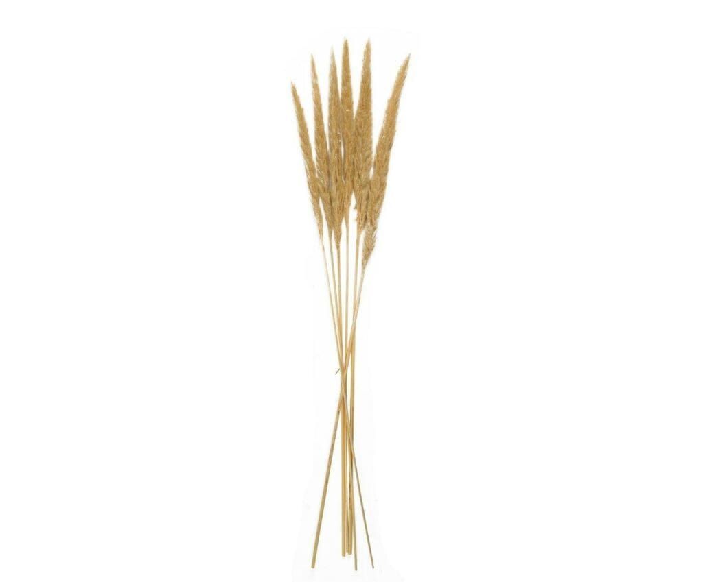 ANDREA HOUSE FLOR SECA PHRAGMITOS 75CM