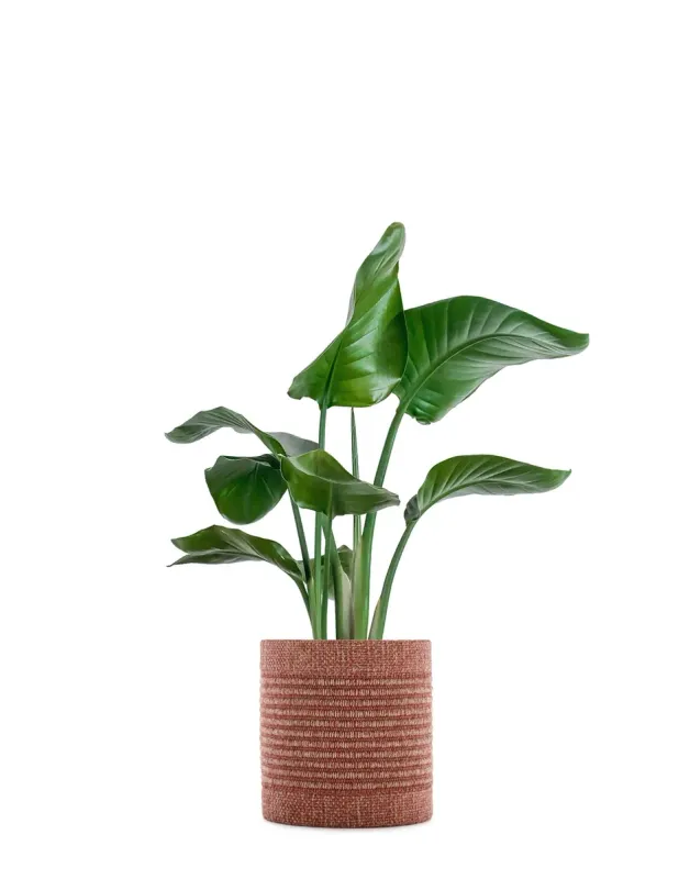 kartell Kleo cachepot