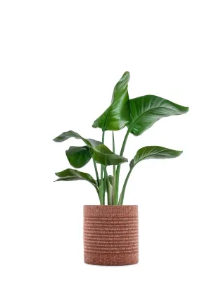 kartell Kleo cachepot