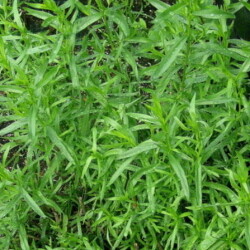 Tarragon, Russian (Artemisia dracunculoides Russian)