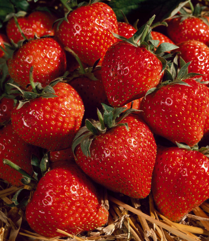 (0.5m x 0.5m) Strawberry Honeoye