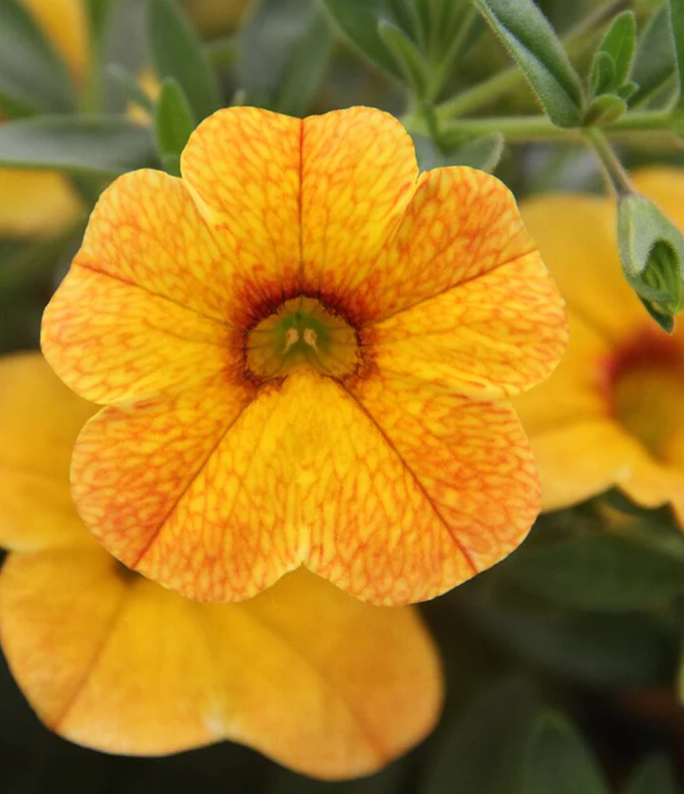 (0.5m x 0.5m)  Calibrachoa Calita® Gold Shimmer