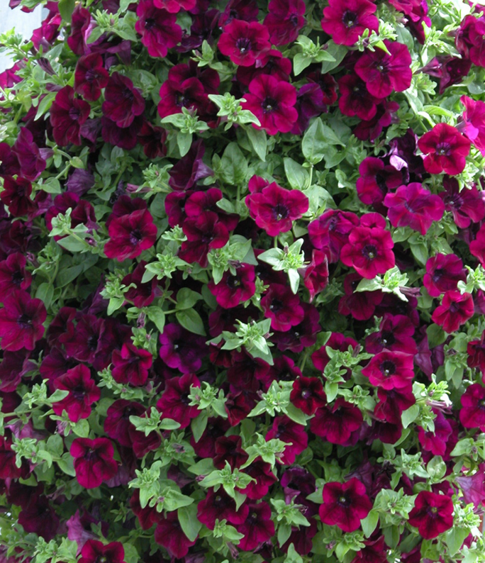 (0.5m x 1m) Petunia x Atkinsiana Patia® Burgundy