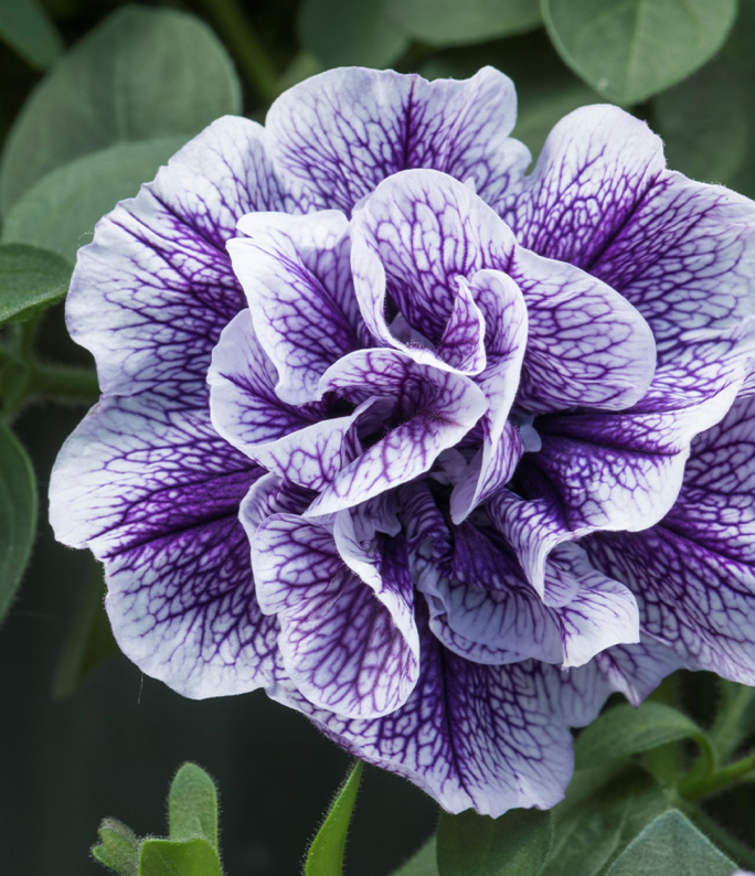 (0.5m x 0.5m) Petunia x Atkinsiana Tumbelina® Priscilla Pro