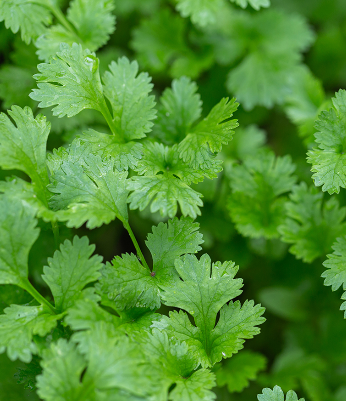 (0.5m x 0.5m) Coriander Cilantro