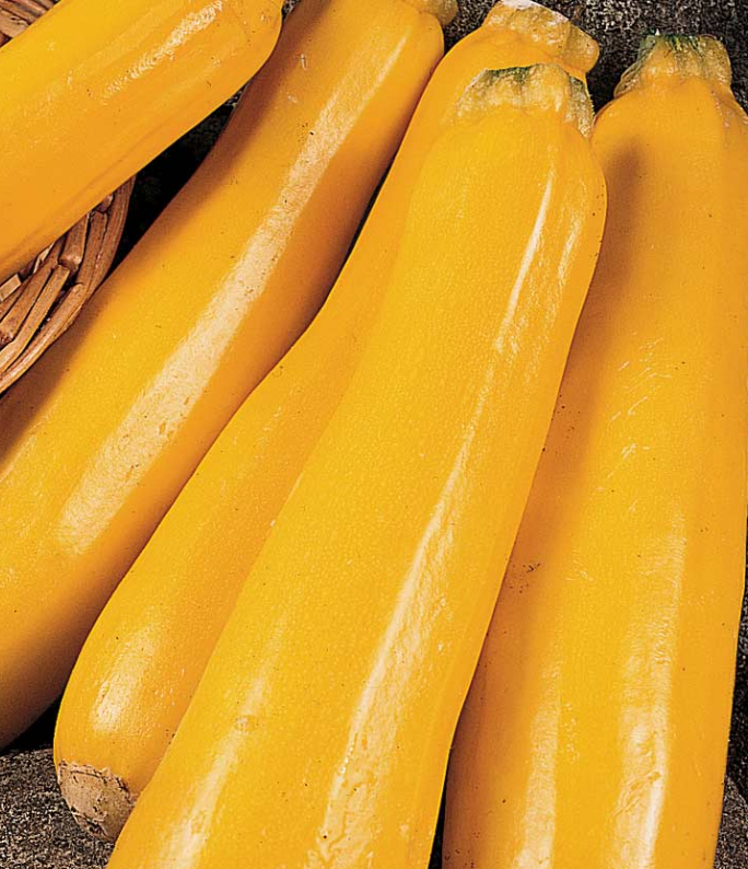 (1.5m x 1.5m) Courgette Golden Jemmer