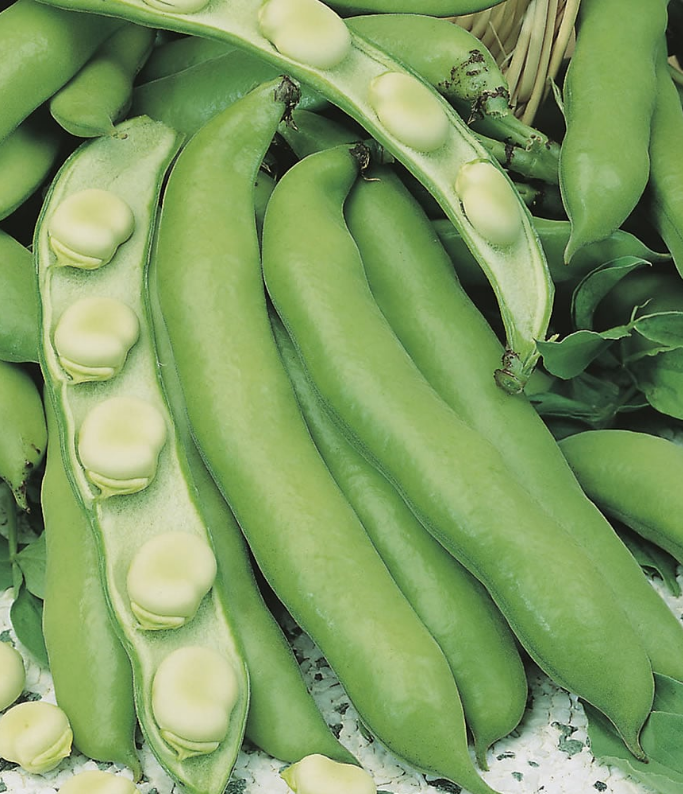 (0.5m x 0.5m) Dwarf Broad Beans The Sutton