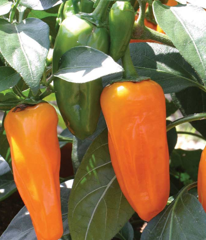 (0.5m x 0.5m) Chilli Pepper Cheyenne