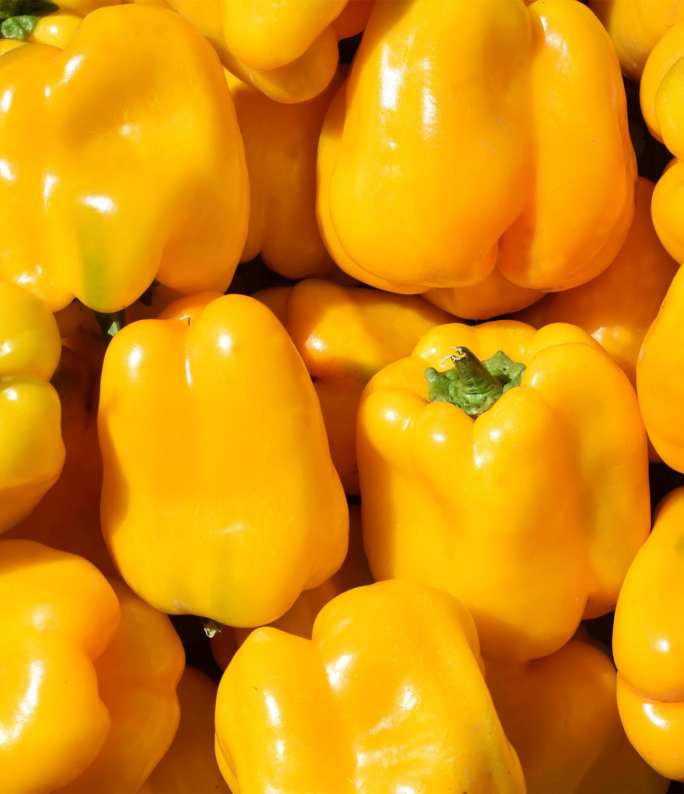 (1m x 0.5m) Yellow Pepper D'Asti Giallo