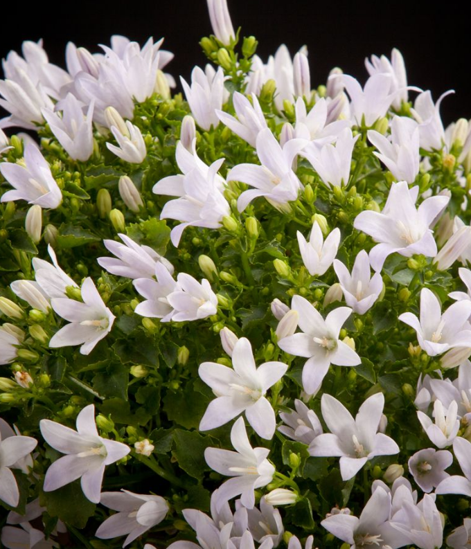 (1m x 0.5m) Campanula Ambella® White