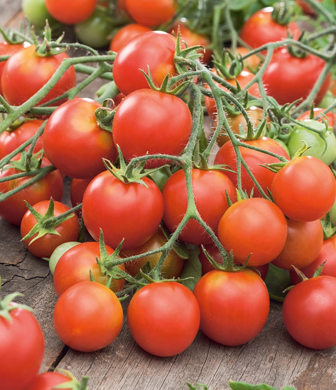 (0.5m x 0.5m) Tomato Tumbler