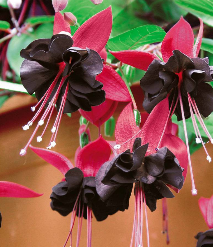 (0.5m x 0.5m) Fuchsia Blacky