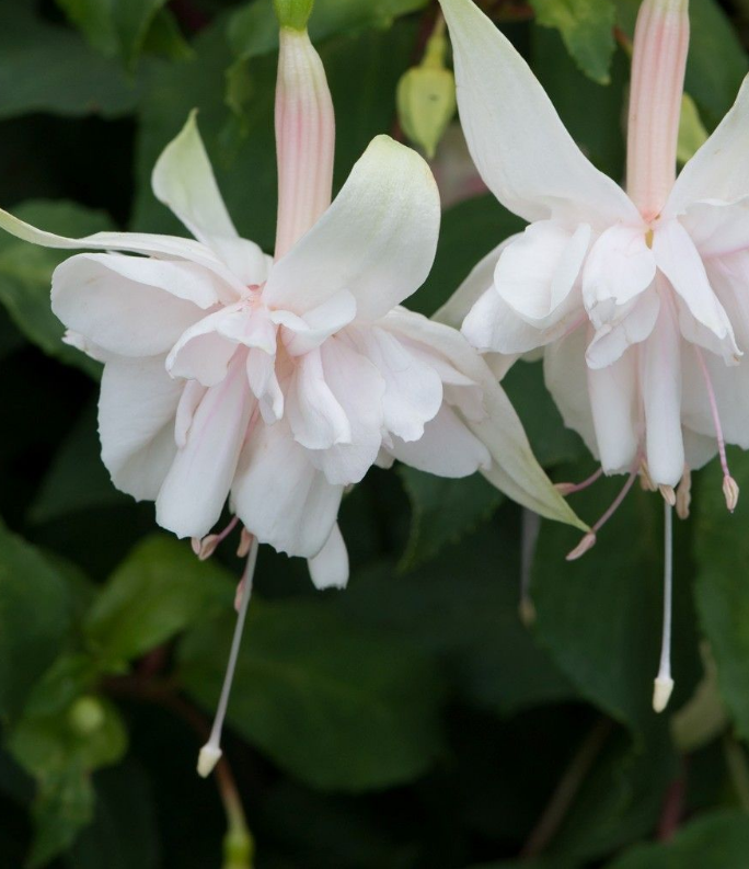 (1m x 1m)  Fuchsia Pink Marshmellow