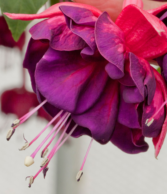 (0.5m x 0.5m) Double Fuchsia Marbeller™ Magenta / Purple