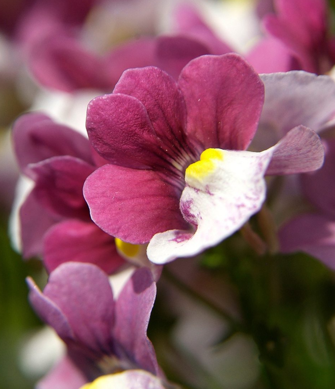 (0.5m x 0.5m) Red/ White Nemesia x Fruticans Mareto®