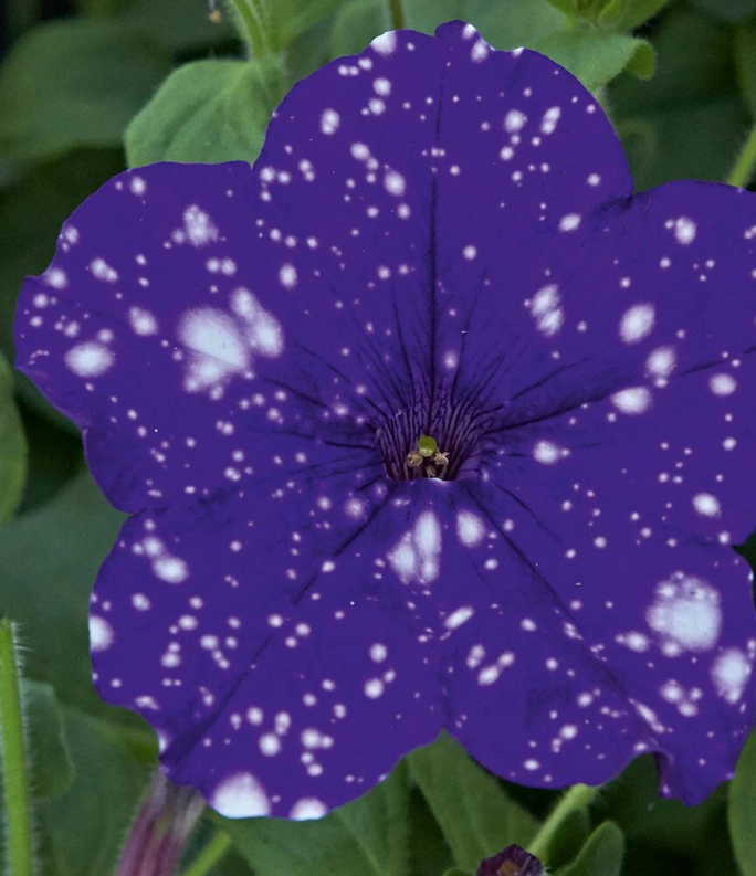 (0.5m x 0.5m) Petunia x Atkinsiana Startunia® Blue