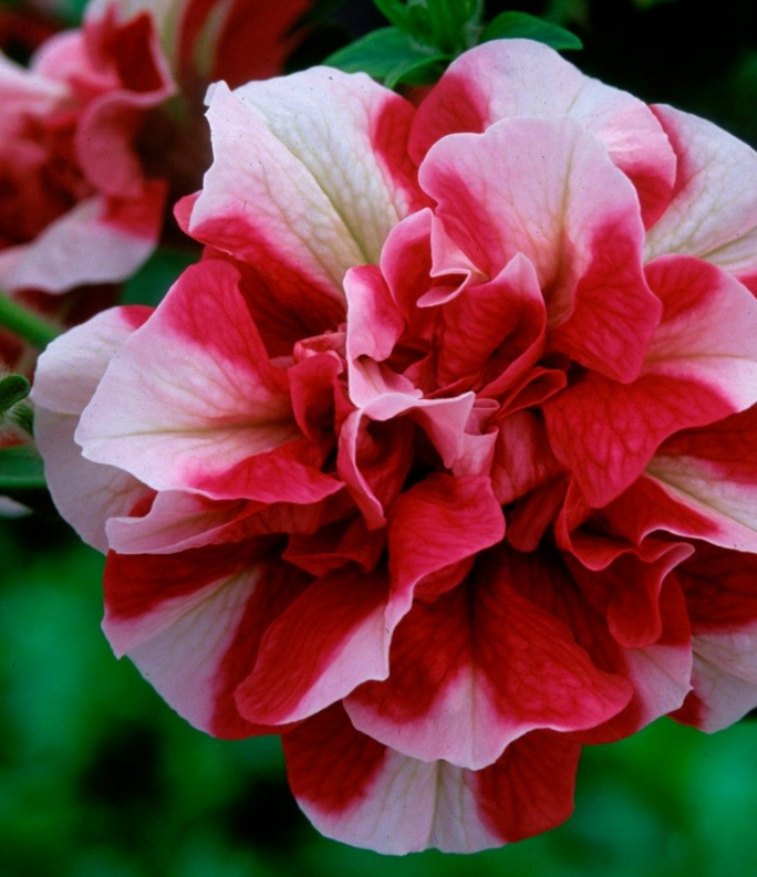 (1m x 0.5m) Petunia x Atkinsiana Tumbelina® Cherry Ripple