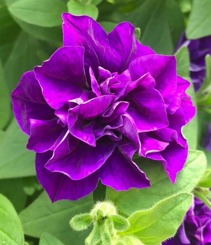 (1m x 0.5m) Petunia x Atkinsiana Tumbelina® Belinda