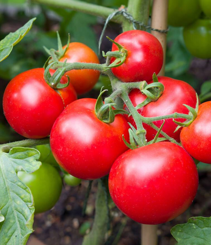 (2m x 0.5m) Tomato Ailsa Craig