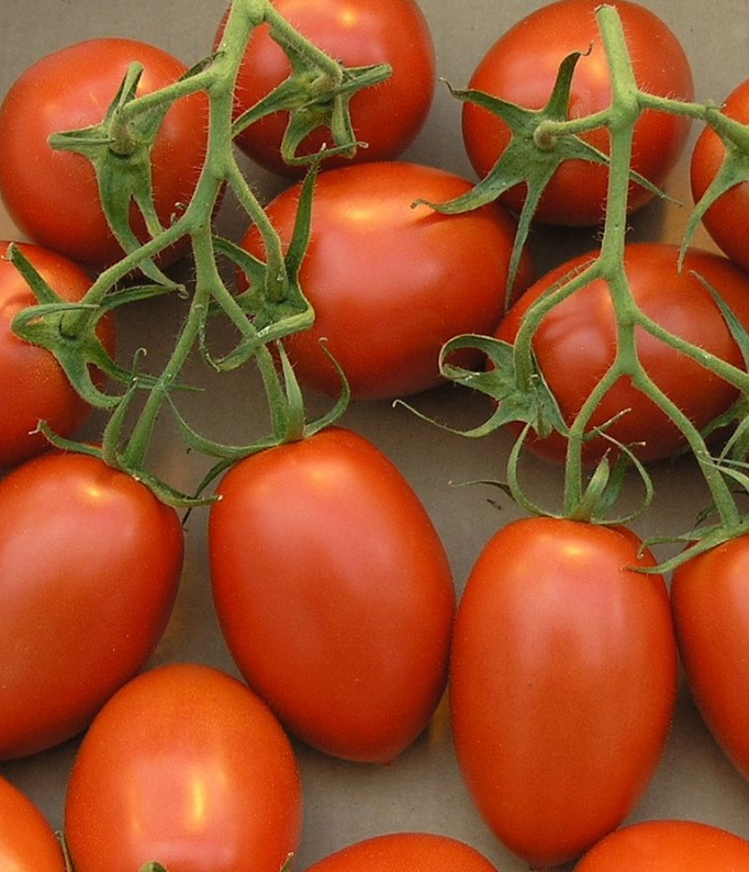 (1.5m x 0.5m) Tomato Plum Roma