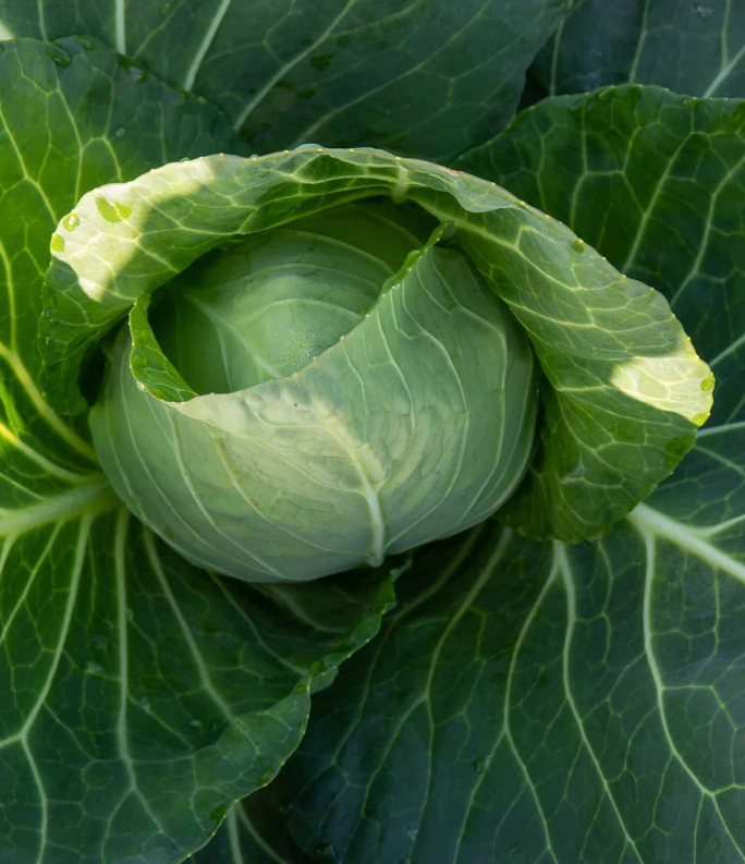 (0.5m x 0.5m) Cabbage Hispi