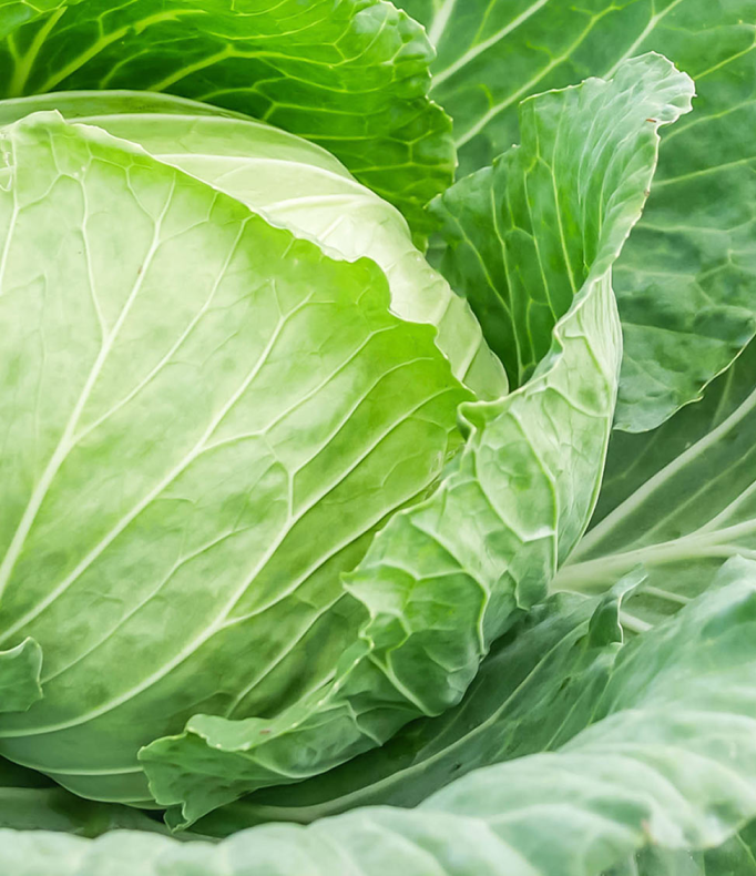 (0.5m x 0.5m) Cabbage Spring Compacta