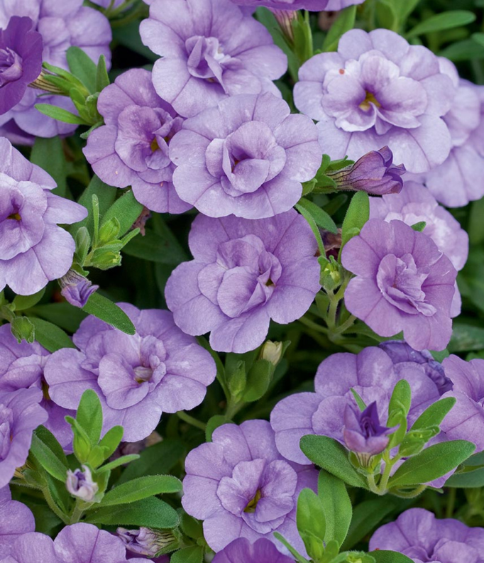 (0.5m x 0.5m)  Calibrachoa Calita® Double Blue