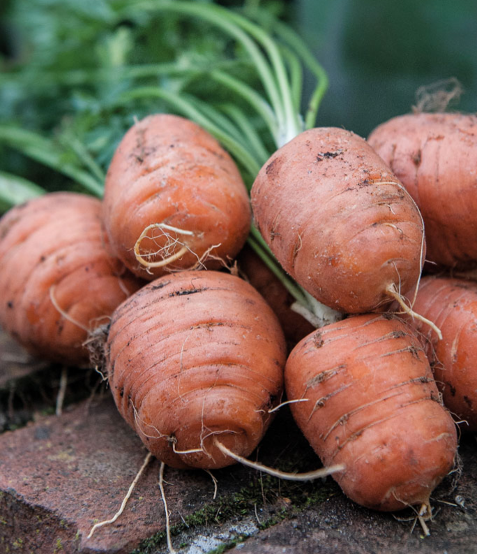 (0.5m x 0.5m) Carrot Atlas