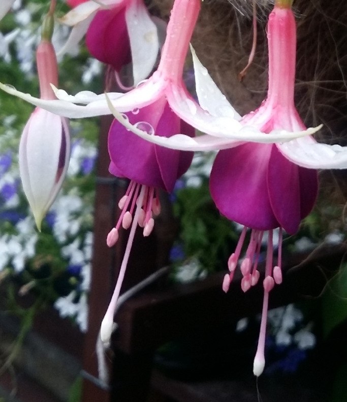 (0.5m x 0.5m) Fuchsia Auntie Jinks
