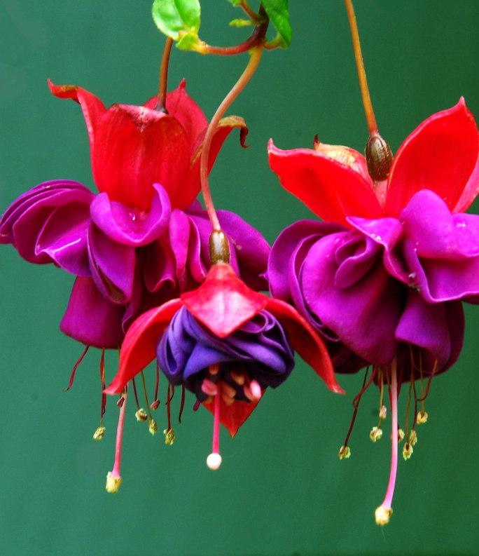 (0.5m x 0.5m) Fuchsia General Monk Red/ Blue