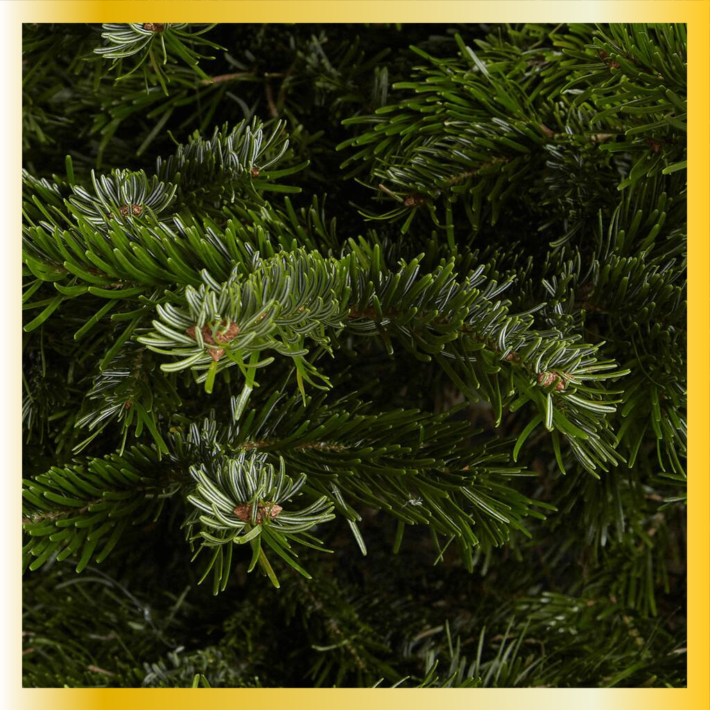 Christmas Tree | Grade 1 Premium Nordman Fir