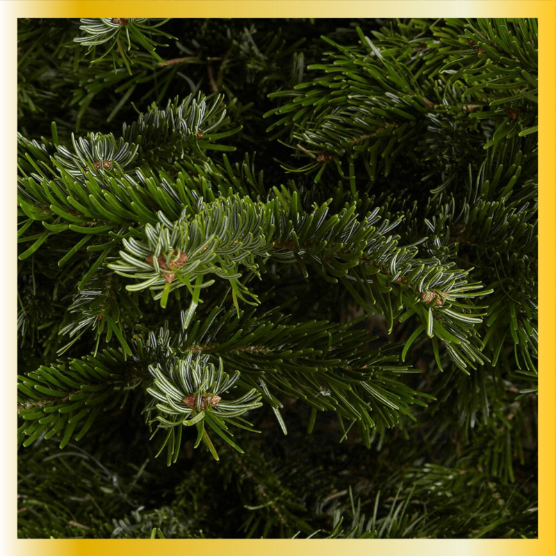 Christmas Tree | Grade 1 Premium Nordman Fir